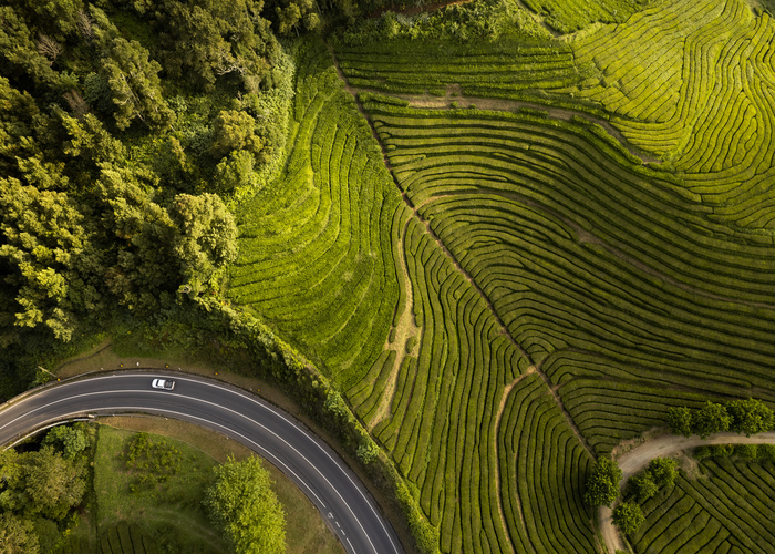 Aerial view of curved road and green tea fields lit by sunlight in summer in San Miguel